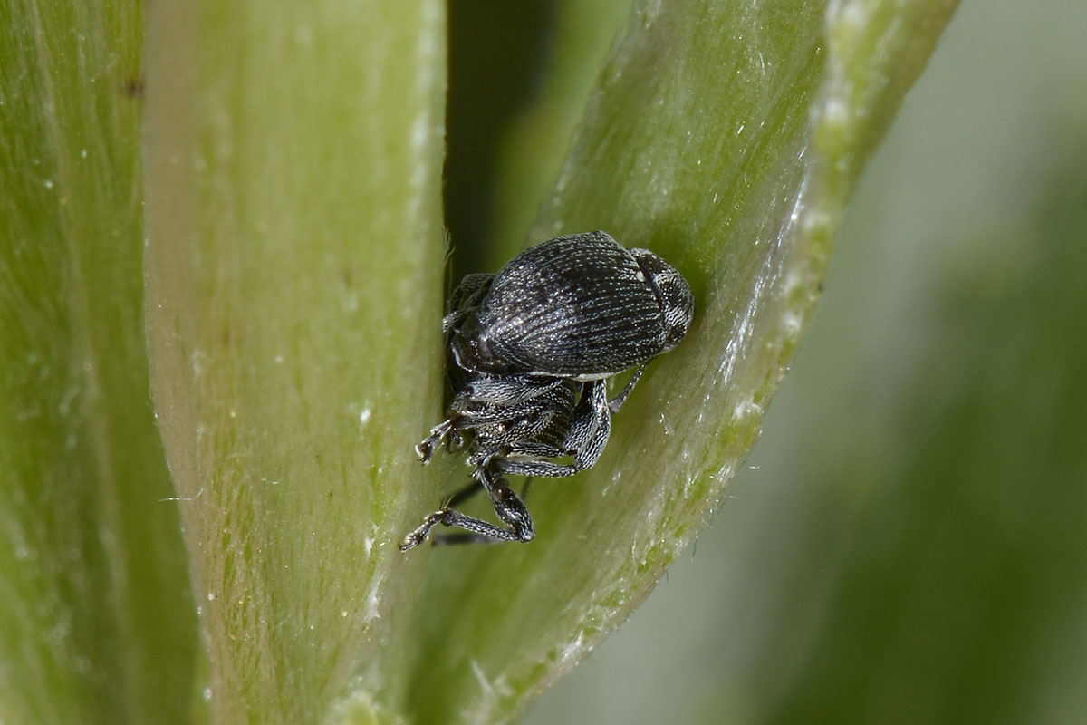 Coppia di Curculio da id. - Archarius salicivorus